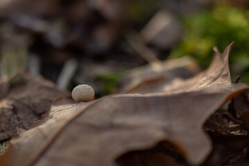 toadstool mushroom on a dry oak leaf