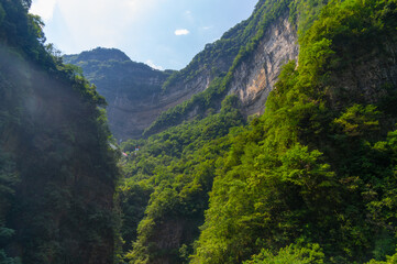 Summer scenery of the Three Gorges sea of bamboo in Yichang, Hubei, China