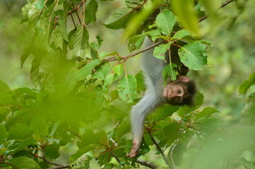 Monkey on the tree playing