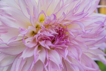 white with pale pink edges chrysanthemum close up