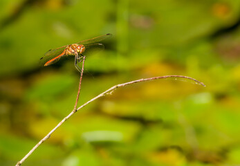 red dragonfly sitting on a twig