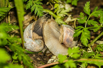pair of Roman, Burgundy or edible snails or escargot (Helix pomatia) mating