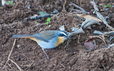 ciudad del cabo Cossypha caffra (cape robin)