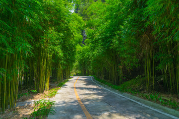 Summer scenery of the Three Gorges sea of bamboo in Yichang, Hubei, China