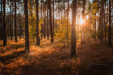 Sunset light in a dune pine tree forest in denmark