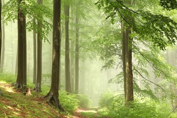 Fototapety  Mglisty las bukowy po deszczu w słońcu