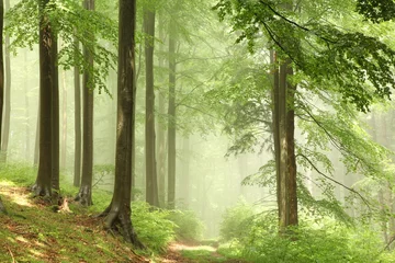 Gordijnen Misty beech forest after the rain in the sunshine © joda