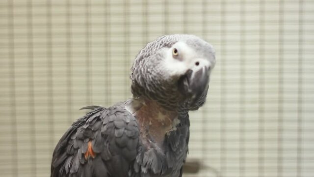 Big beautiful parrot sitting in a cage. Jaco. Gray Parrot