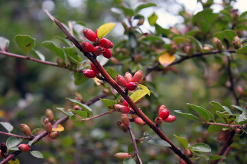 Macro Cornus mas. Dogwood branch close-up. Juicy fruit dogwood closeup.