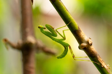 Praying Mantis