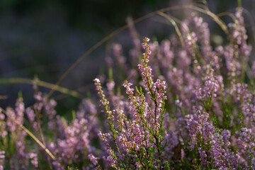 Obraz premium heather flowers closeup selective focus