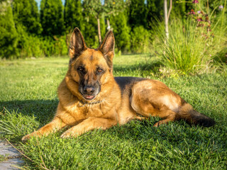 Portrait of German Shepherd posing in the grass
