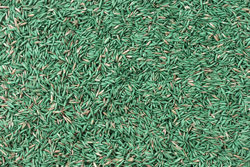 Green and brown grass seeds for a hardy garden lawn. Grass seeds background