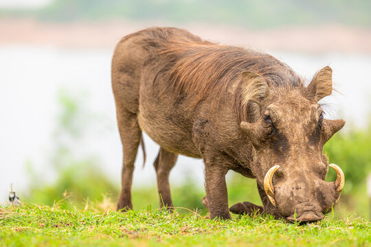 A warthog (Phacochoerus africanus) eating, Queen Elizabeth National Park, Uganda.