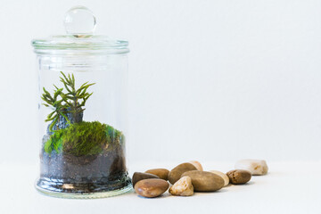 glass jar with piece of forest. Minimal nature concept. Ecology Concept. Environmentally friendly planet. - 376032743