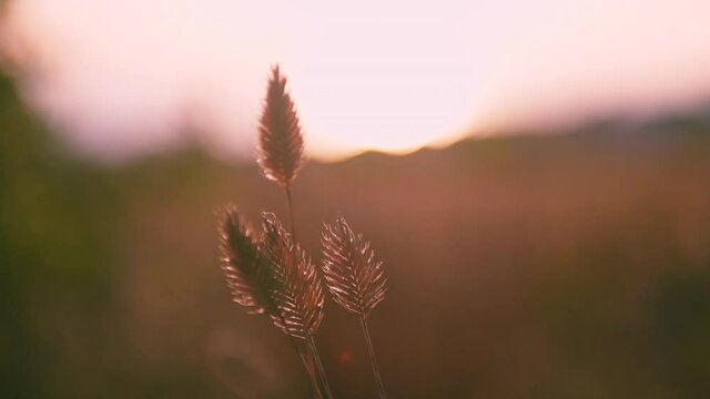 Autumn grass on the forest meadow at sunset. Slow motion. Plants sways in the wind. Macro image, shallow depth of field. Beautiful autumn nature background.