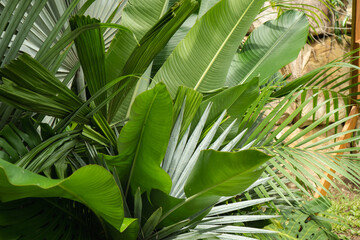 green leaves of palm tropical leaves decoration big leaf arrangement