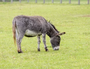 Fotobehang donkey in the meadow © Robert L Parker
