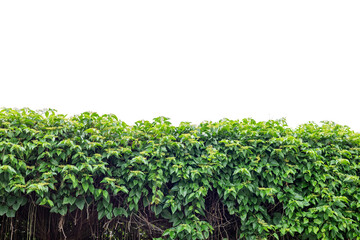 Fototapeta na wymiar ivy leaves isolated on a white background