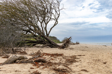 Darß Weststrand