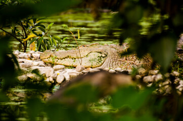 crocodile laying down beside river in forest