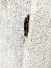 Insect
