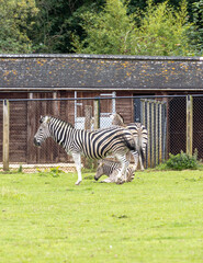 zebra with foal eating grass