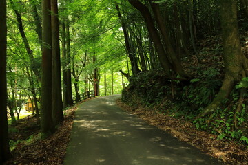 Fototapeta premium 銀山地区 石見銀山 島根