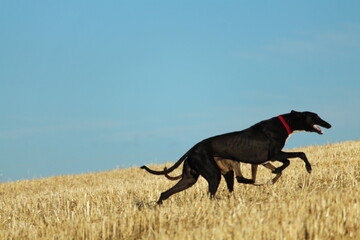 Spanish greyhound in mechanical hare race in the countryside