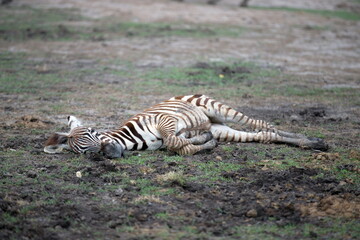 Fototapeta na wymiar A baby zebra is lying on the ground during the day, soft focus.