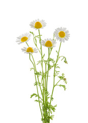 Chamomiles isolated on white background without shadow with clipping path