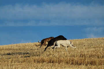 Naklejka premium Spanish greyhound in mechanical hare race in the countryside