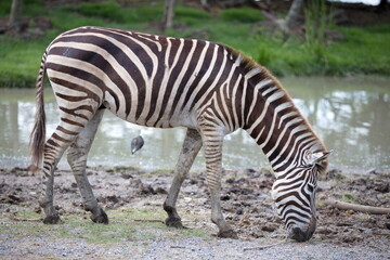 Fototapeta na wymiar A zebra eating grass in the daytime near a swamp