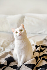 Close up view of white shorthair cat resting on bed.