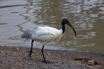 A Sichler or Ibis Threskiornithinae bird walking near a swamp during a sunny day.