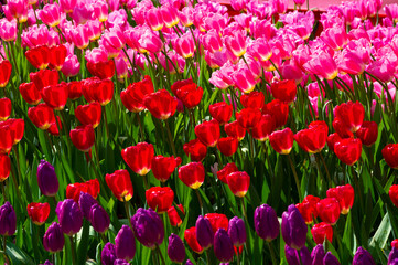 Tulips in full bloom in early spring