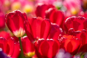 Fototapeta na wymiar Tulips in full bloom in early spring