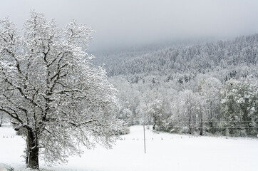 Morning in the French alps near the Geneva lake after a snowfall.
