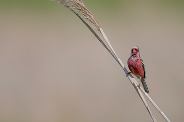 ベニマシコ 野鳥