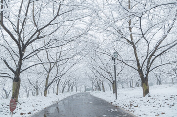 Wuhan East lake scenic spot snow scene in winter