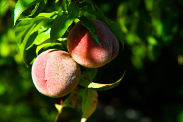 Peaches on tree in the garden