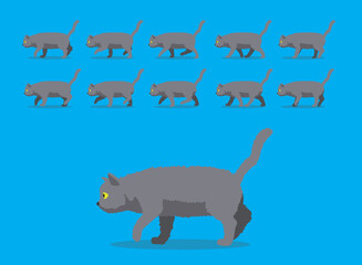 Animal Animation Sequence Cat British Shorthair Cartoon Vector