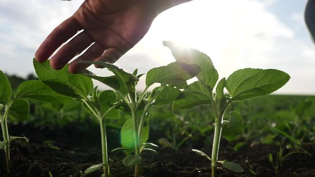 agriculture environmental protection. farmer hand touches pouring sunflower plants low on black soil. farmer hand checks the crop in agriculture. eco planet protect concept