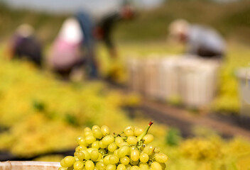 Spread the sultani grape under the sun for drying