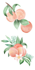 Fototapeta na wymiar Group of peaches fruit. watercolor paint peach set