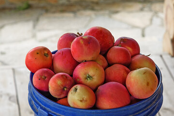 Side view of the top of a blue plastic bucket filled with red apples