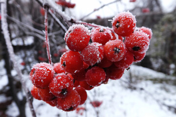 red berries in snow, ashberry on a frosty day, frozen