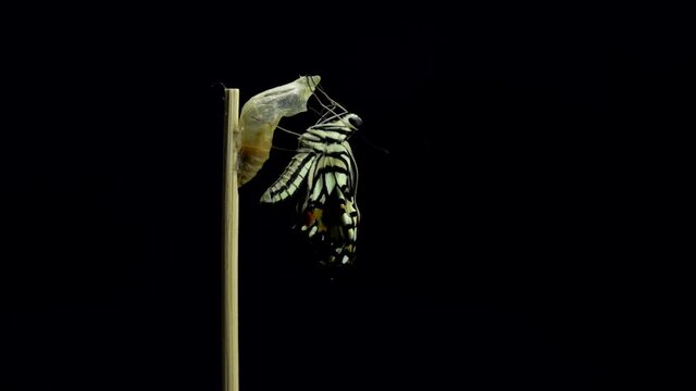 Development and transformation stages of lime Butterfly (Papilio demoleus malayanus) hatching out of pupa to butterfly. Isolated on black background.