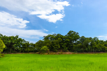 green field and blue sky