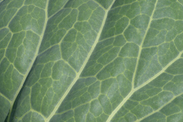 Top view of a garden flower leaf close up